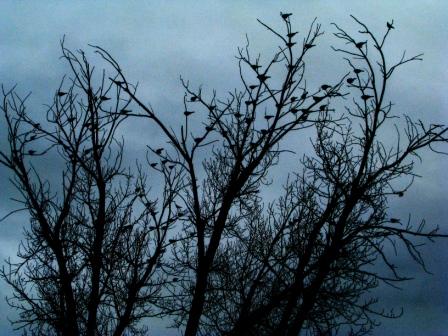 Black Birds II by GypzyFly*