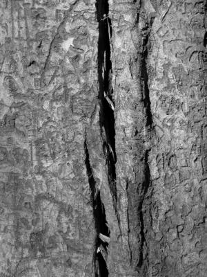 Tree Cracks (black/white) by TheAntisocialite