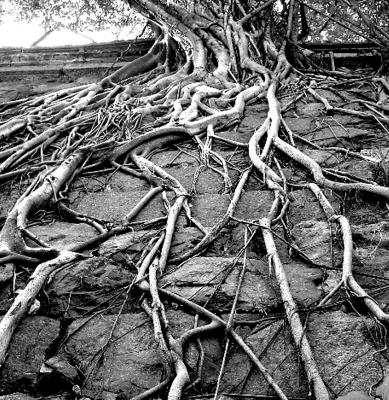 Connected Roots