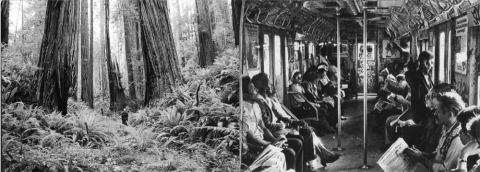 Trees Train